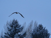 The one that almost got away