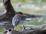 Green Heron with attitude