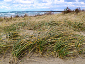 Windy Day