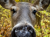 Pssst Santa is coming!