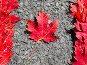 O Canada