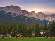 Elks Grazing In A Mountain Park