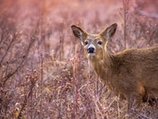 Deer Grazing In A Park At Sunrise