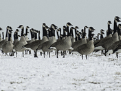 There's Always One. Even in A Gaggle of Geese!
