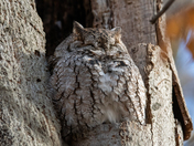 Eastern Screech Owl - Late fall Ontario parks