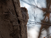 Eastern Screech Owl - Late fall Ontario parks