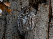 Eastern Screech Owl - Late fall Ontario parks