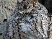 Eastern Screech Owl - Late fall Ontario parks