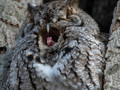 Eastern Screech Owl - Late fall Ontario parks