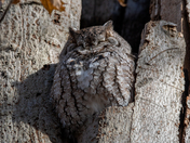 Eastern Screech Owl - Late fall Ontario parks