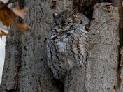 Eastern Screech Owl - Late fall Ontario parks