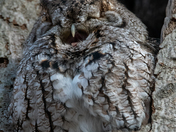 Eastern Screech Owl - Late fall Ontario parks