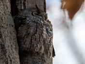 Eastern Screech Owl - Late fall Ontario parks