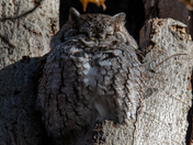 Eastern Screech Owl - Late fall Ontario parks