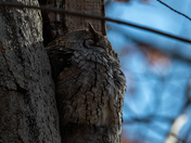 Eastern Screech Owl