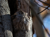 Eastern Screech Owl