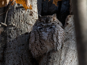 Eastern Screech Owl