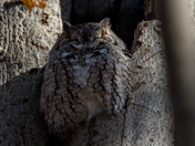 Eastern Screech Owl