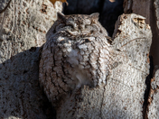 Eastern Screech Owl