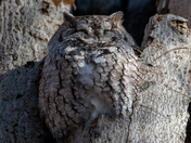 Eastern Screech Owl