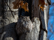Eastern Screech Owl