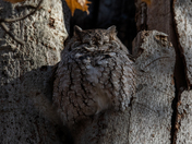 Eastern Screech Owl