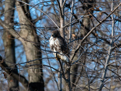 Red Tailed Hawk