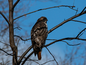 Red Tailed Hawk