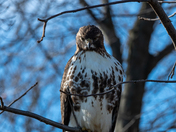 Red Tailed Hawk