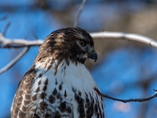 Red Tailed Hawk