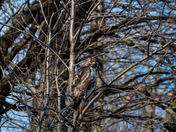 Red Tailed Hawk