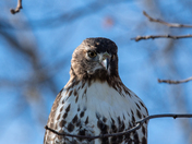 Red Tailed Hawk