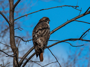 Red Tailed Hawk