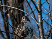 Red Tailed Hawk