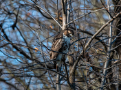 Red Tailed Hawk