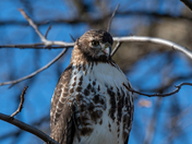 Red Tailed Hawk