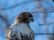 Red Tailed Hawk