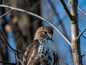 Red Tailed Hawk
