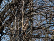 Red Tailed Hawk