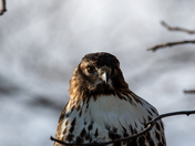 Red Tailed Hawk