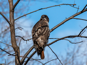 Red Tailed Hawk