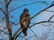 Red Tailed Hawk