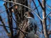 Red Tailed Hawk