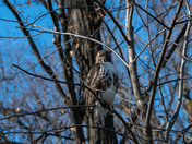 Red Tailed Hawk