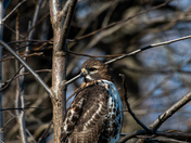 Red Tailed Hawk