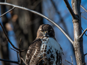 Red Tailed Hawk