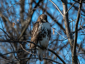 Red Tailed Hawk