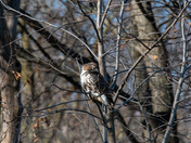 Red Tailed Hawk