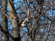 Red Tailed Hawk
