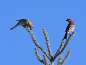 Pine Grosbeaks
